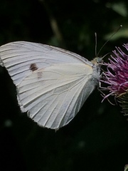 Pieris rapae