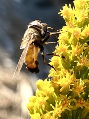Copestylum haagii
