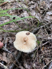 Lepiota clypeolaria