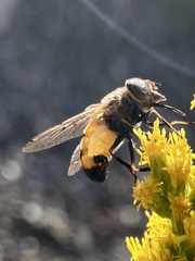 Copestylum haagii