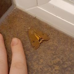 Noctua pronuba