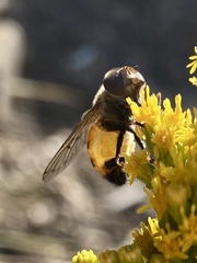 Copestylum haagii