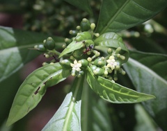 Psychotria tenuifolia