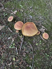 Boletaceae
