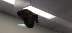 Antheraea polyphemus
