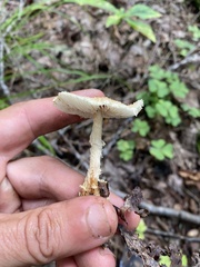 Lepiota clypeolaria
