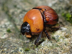Bolbochromus laetus