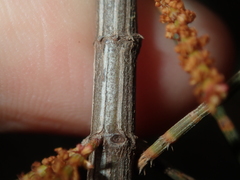 Allocasuarina campestris