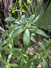 Psychotria tenuifolia