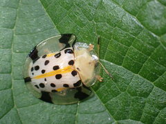 Aspidimorpha miliaris