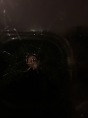Araneidae
