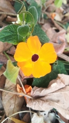 Thunbergia alata