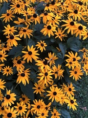 Rudbeckia fulgida