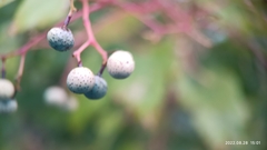 Ampelopsis glandulosa