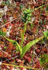 Platanthera blephariglottis blephariglottis
