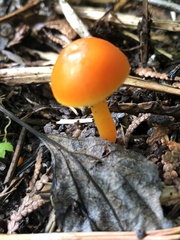 Hygrocybe miniata