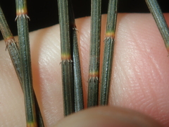 Allocasuarina campestris