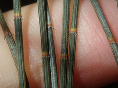 Allocasuarina campestris