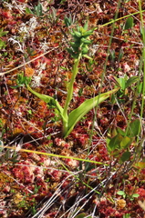 Platanthera blephariglottis blephariglottis