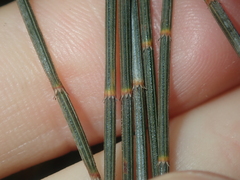 Allocasuarina campestris