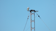 Geranoaetus polyosoma