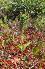 Platanthera blephariglottis blephariglottis