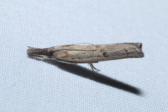 Fissicrambus mutabilis