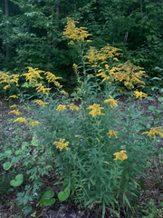 Solidago