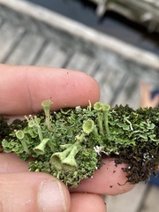 Cladonia chlorophaea