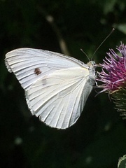 Pieris rapae