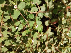 Euphorbia arizonica