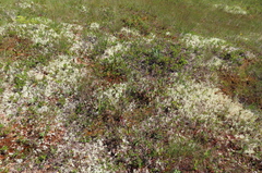 Platanthera blephariglottis blephariglottis