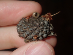 Allocasuarina campestris