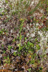 Platanthera blephariglottis blephariglottis