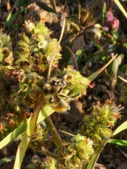 Bombus centralis