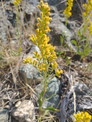 Solidago velutina