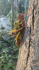 Tropidacris cristata