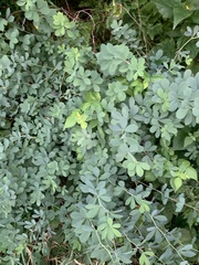Baptisia