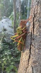 Tropidacris cristata