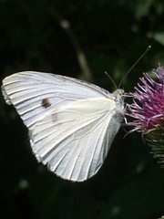 Pieris rapae