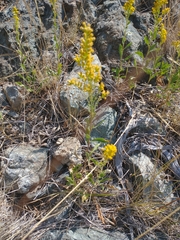 Solidago velutina