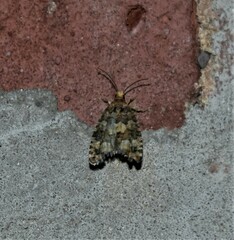 Eucopina tocullionana