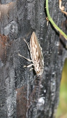 Chalcophora georgiana