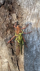 Tropidacris cristata