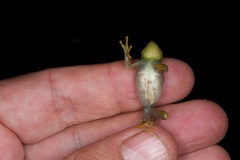 Hyperolius benguellensis