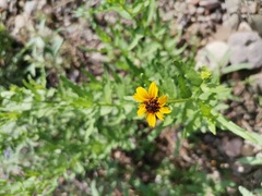 Helianthus laciniatus