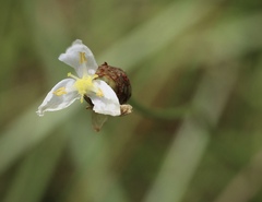 Xyris caroliniana