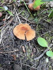 Laccaria bicolor