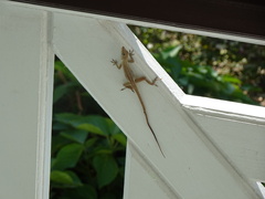 Anolis scriptus scriptus