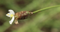 Xyris caroliniana